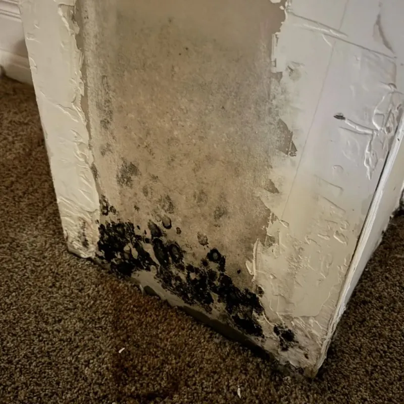 Professional Mold Removal in Sarasota Springs, FL